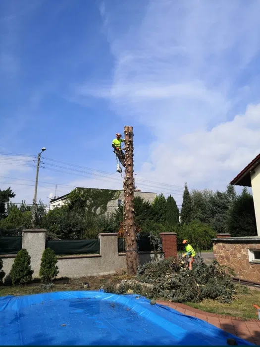 Zrębkowanie i drewno